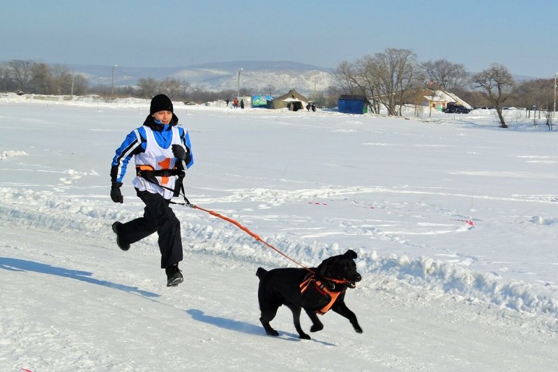 Ездовой спорт каникросс