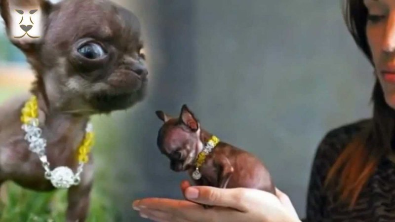 Собака чихуахуа Милли