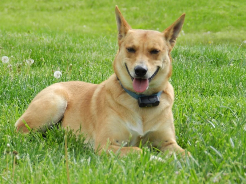 Каролинская собака Carolina Dog