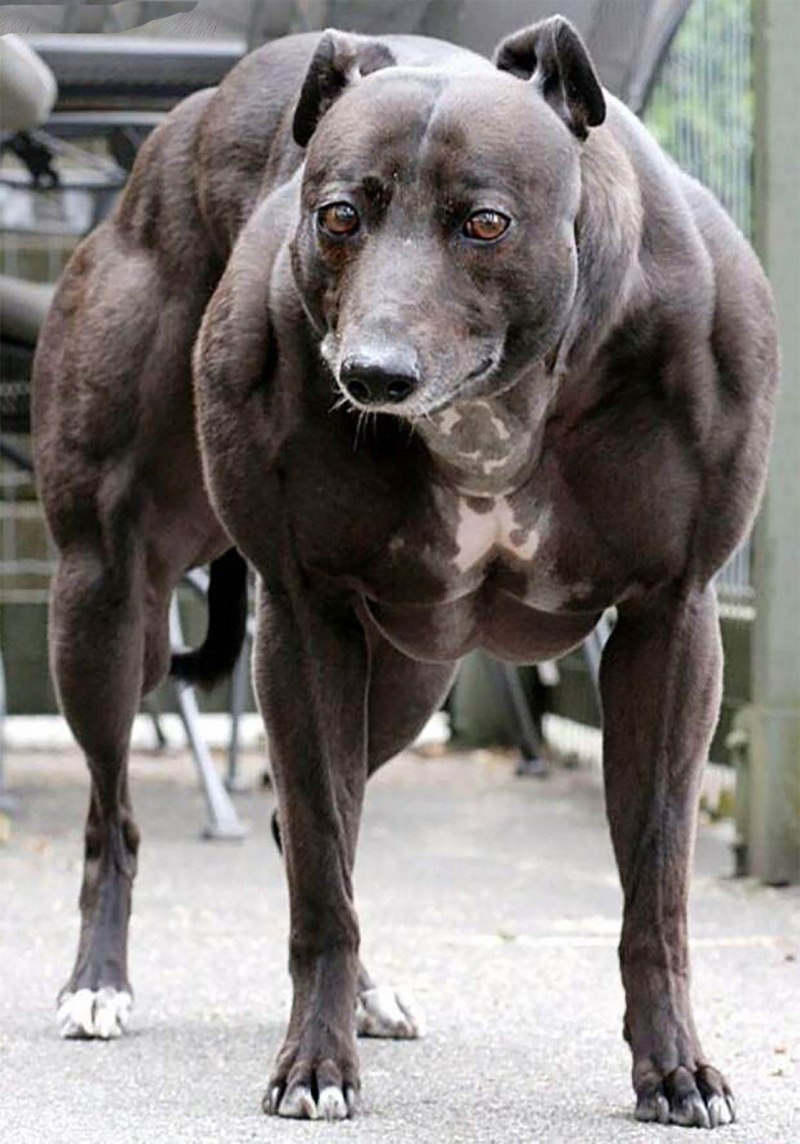 Уиппет Венди