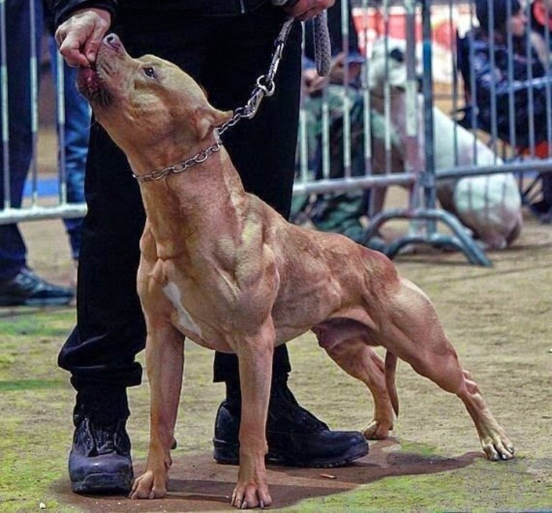 Питбуль АПБТ