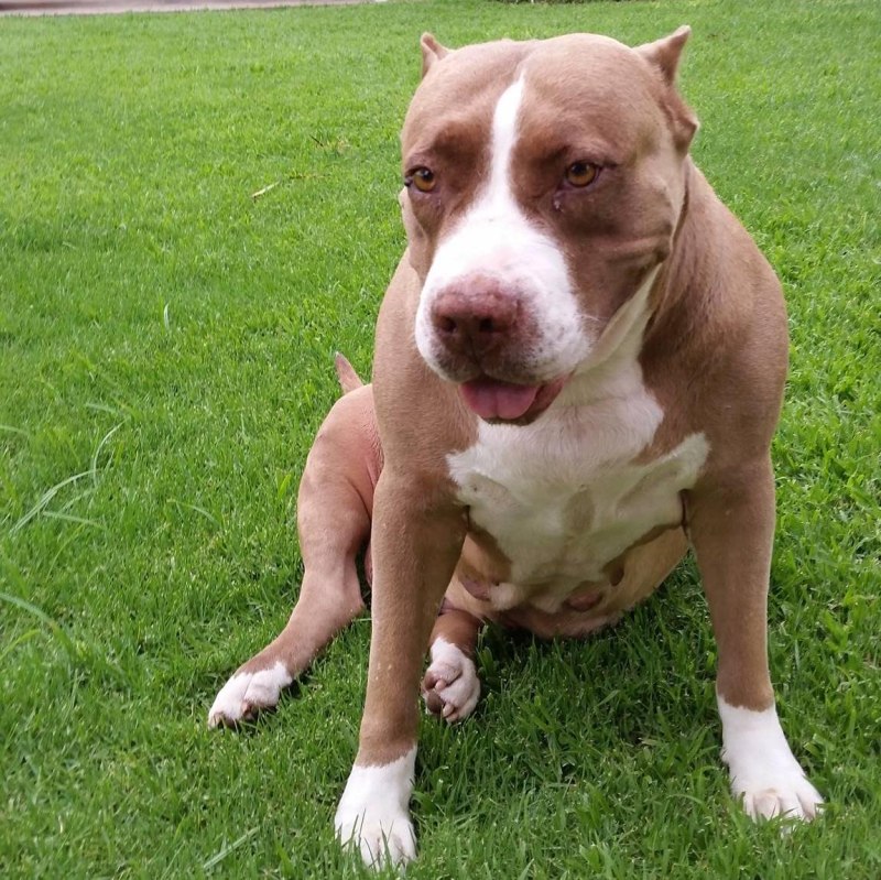 Maximus Kennel питбуль