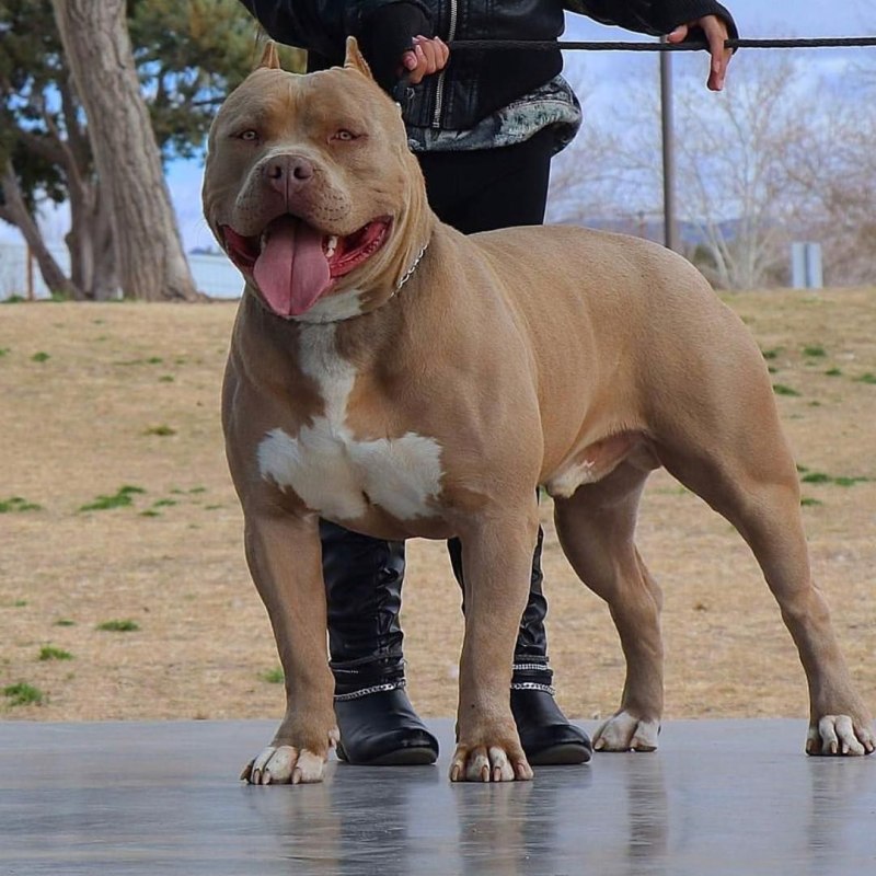 Булли XXL
