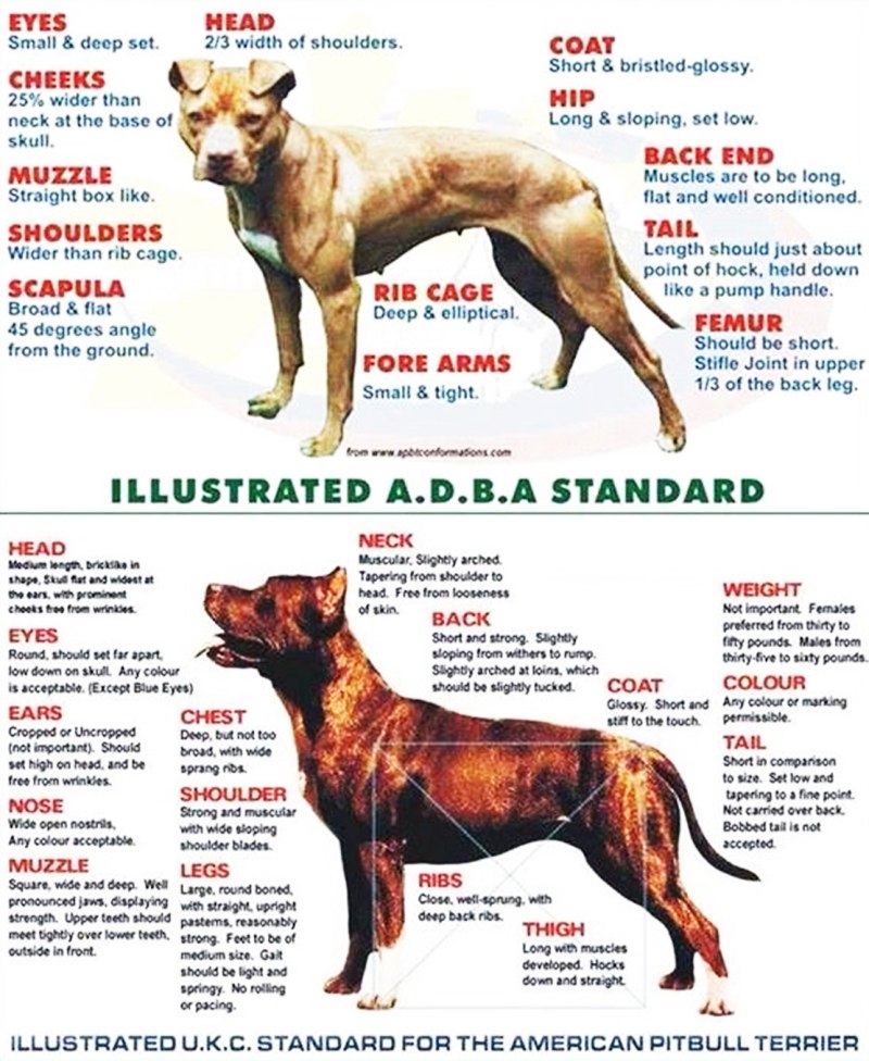 Стандарты роста у питбуля. Американский стаффордширский терьер стандарт породы. Стандарт питбуля ADBA. Стандарт породы американского питбультерьера.