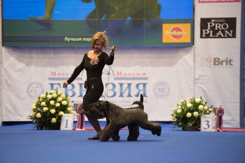 Чемпионат собак