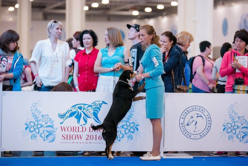 Чемпионат мира выставка собак 2016 Москва