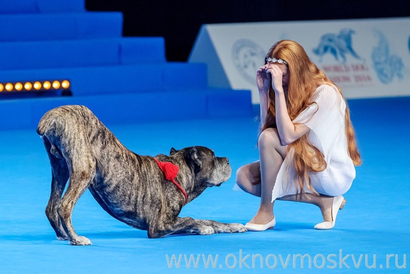 World Dog show 2016 победители