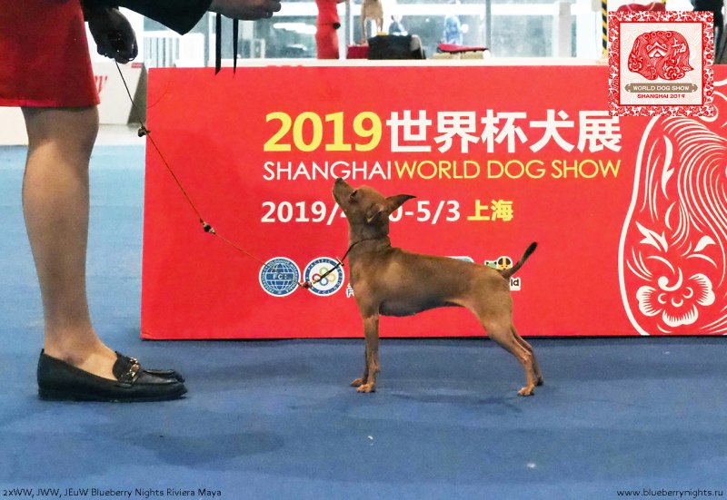 World Dog show 2019