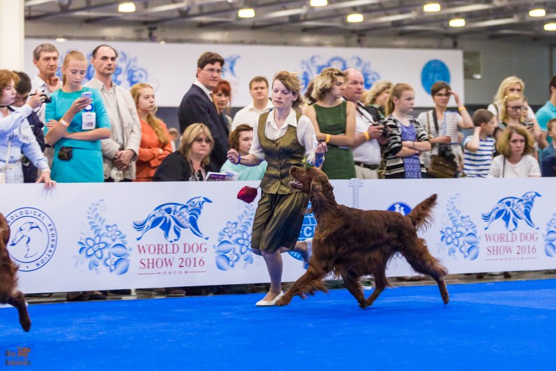 Funfair Foxhouse David Valli World Dog show 2022