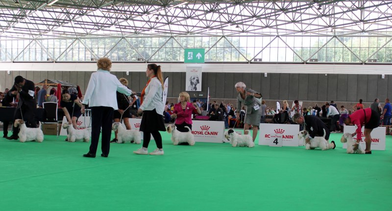 Funfair Foxhouse David Valli World Dog show