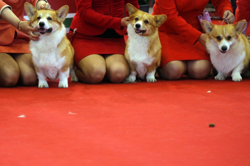 Dog show в Будапешт