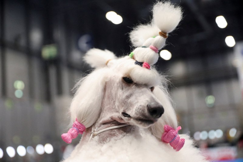 World Dog show 2022
