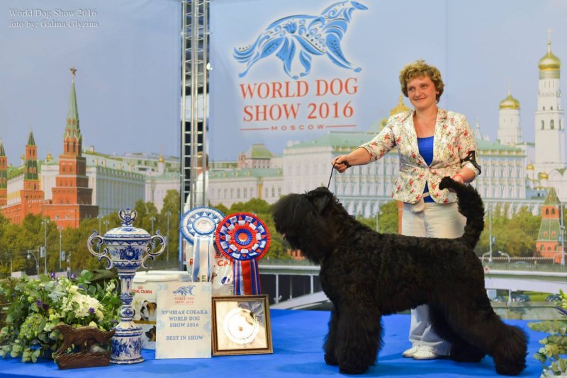 World Dog show 2021 победители
