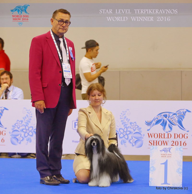 World winner Мадрид собаки