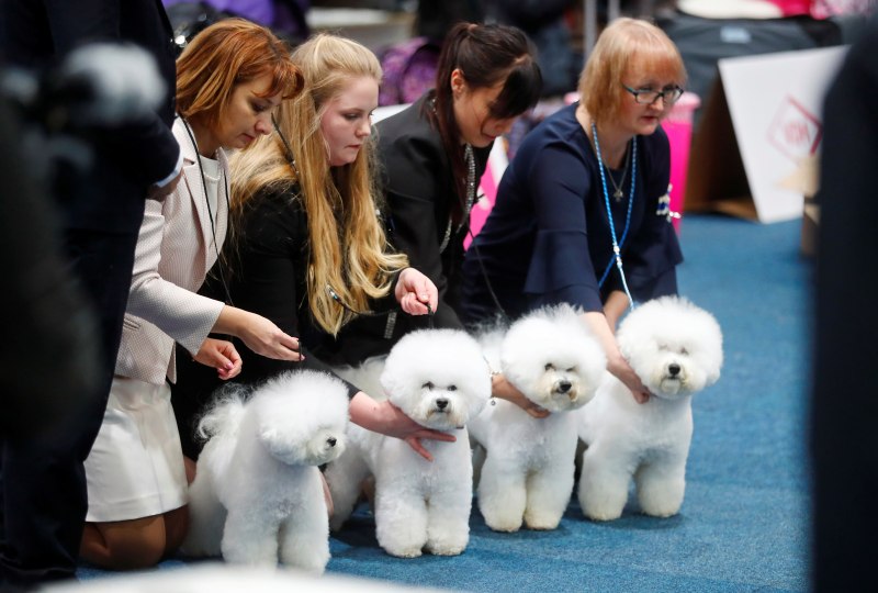 World Dog show