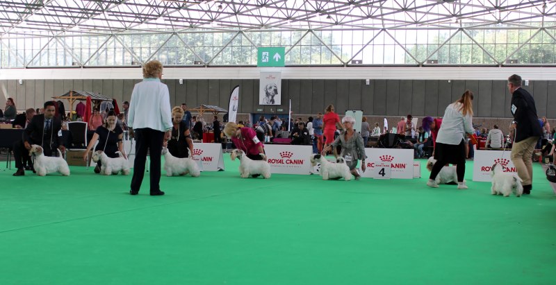 World Dog show 2018
