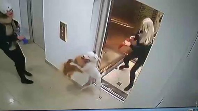 Собака напала на хозяйку в лифте