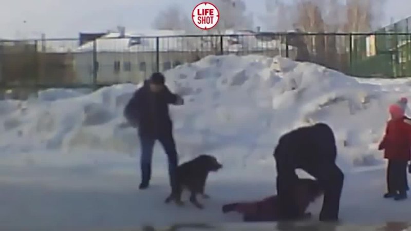 Новосибирск нападение собак на девочку