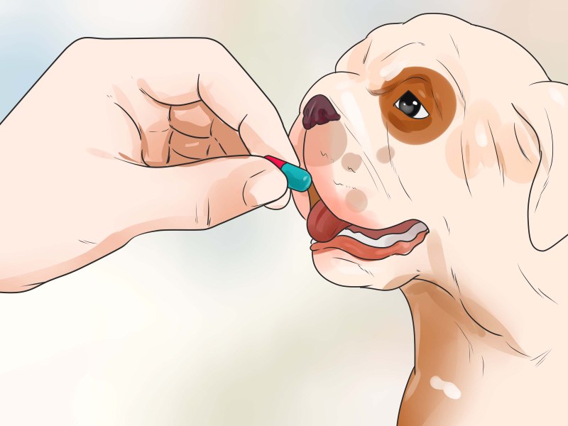 Dog WIKIHOW