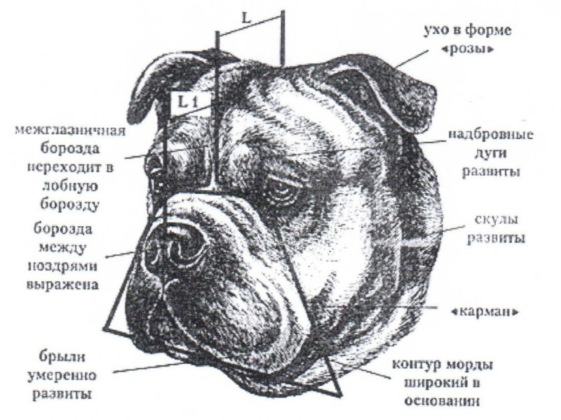 Ка де.бо строение морды