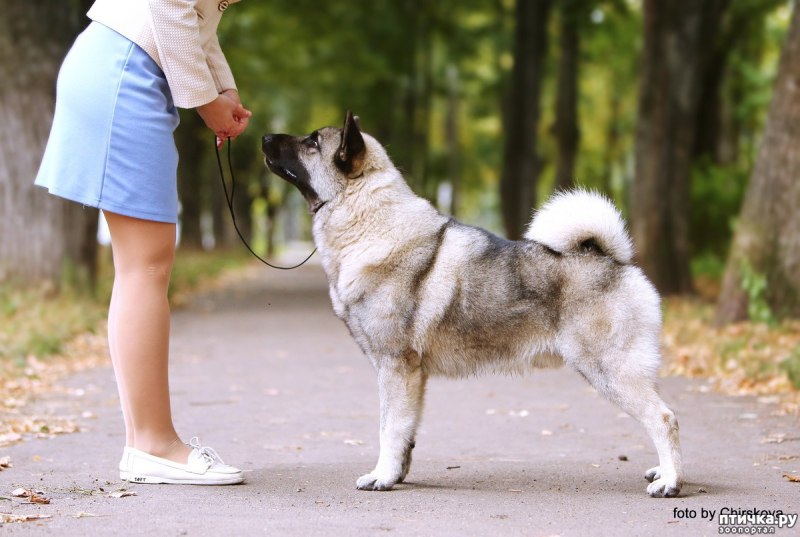 Норвежский элкхаунд