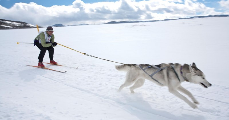 Skijoring скиджоринг
