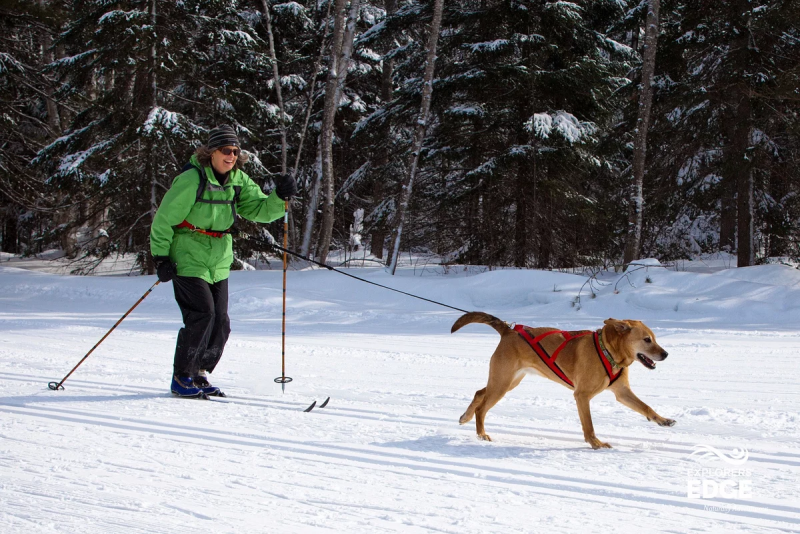 Skijoring скиджоринг