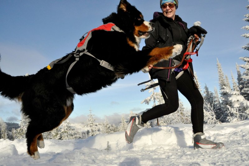 Skijoring скиджоринг