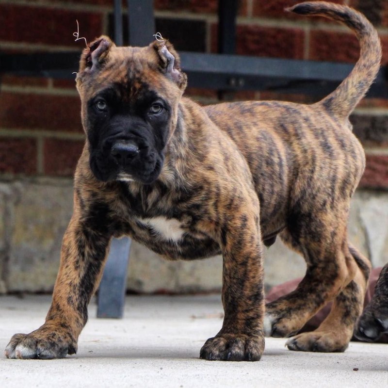 Presa Canario порода собак
