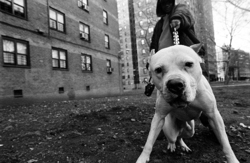 DMX where my Hood at
