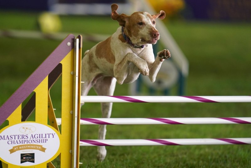 Rise of Demons Kennel Club собаки