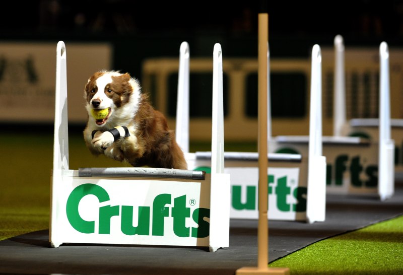 Crufts Dog show
