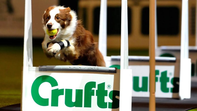 Crufts Dog show