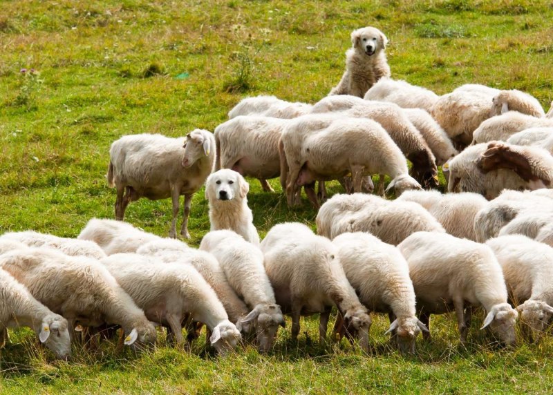 Sheepdog картинка со словом