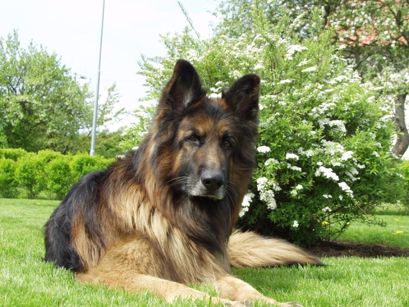 Шилонская овчарка Shiloh Shepherd