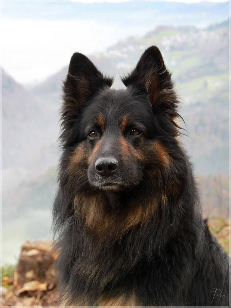 Шилонская овчарка Shiloh Shepherd
