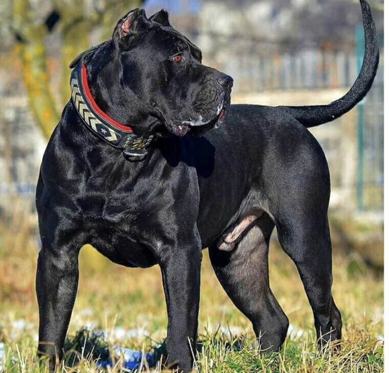 Канарский мастиф