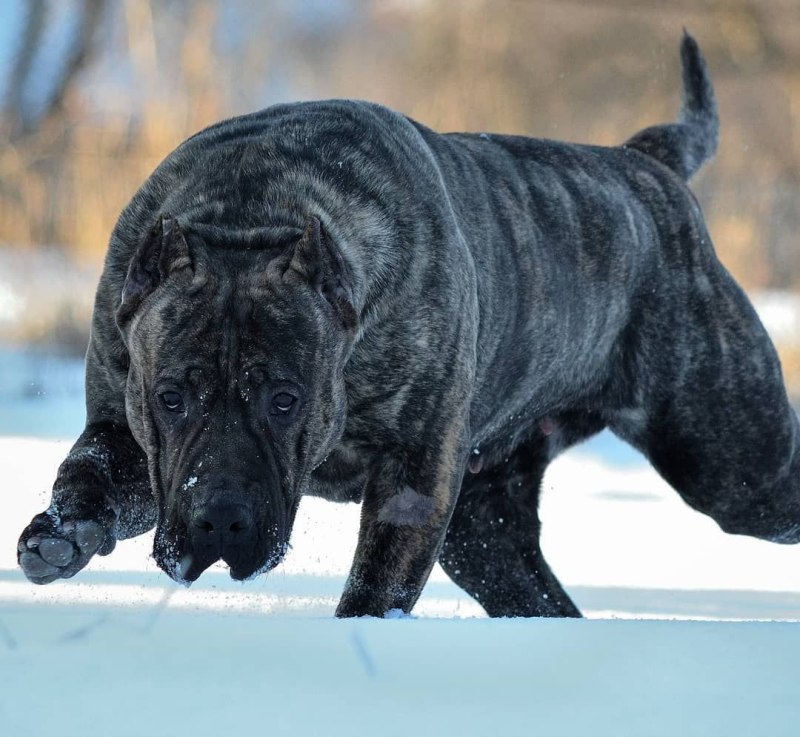 Канарио мастиф