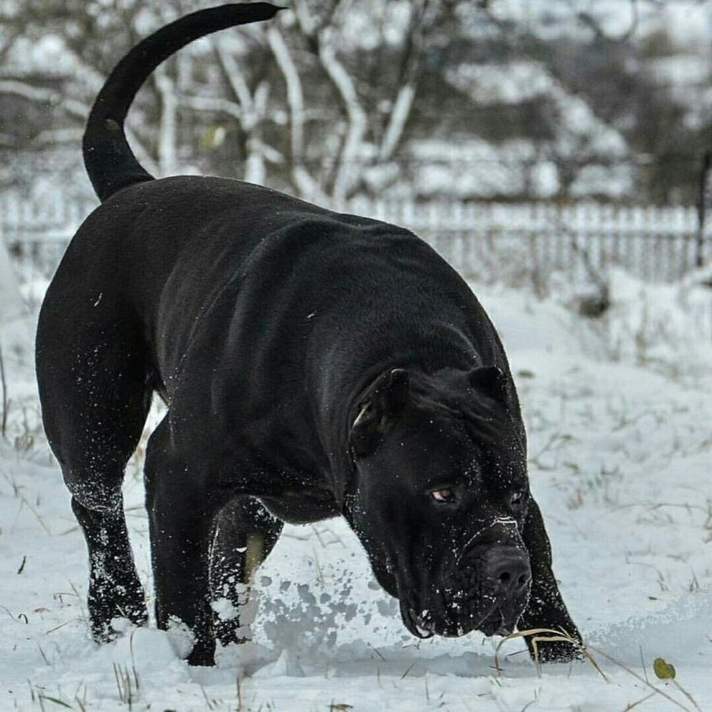 Корсо Канарио