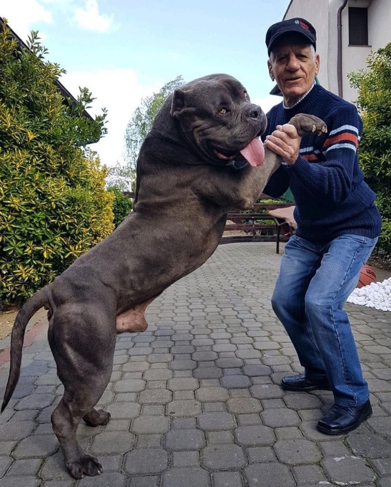 Питбультерьер мастиф