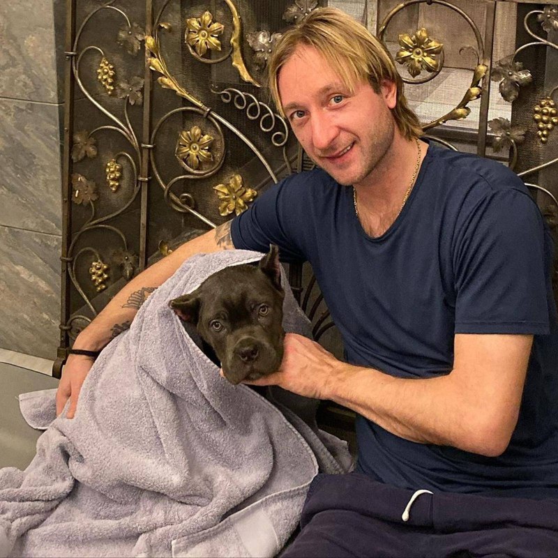 Собака Евгения Плющенко грей