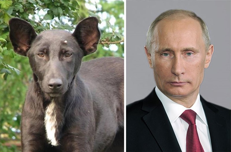Путин похож на собаку