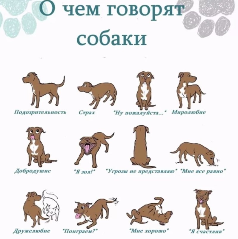 Как понять эмоции собаки по хвосту