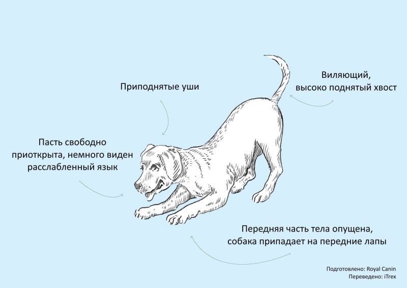 Положение тела собаки