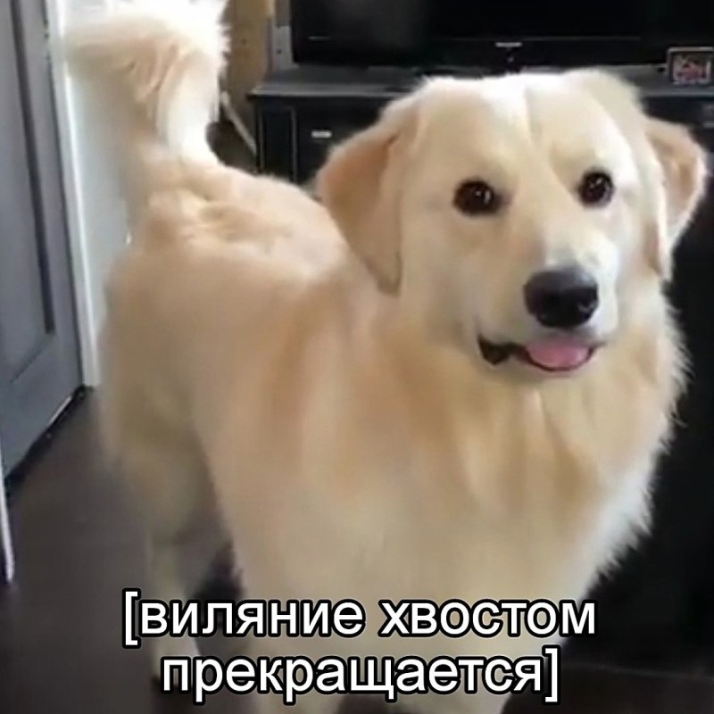 Виляние хвостом прекращается Мем