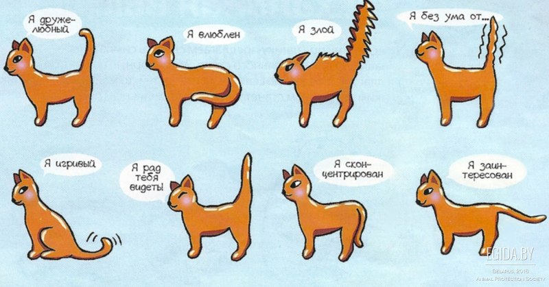 Настроение кота по хвосту