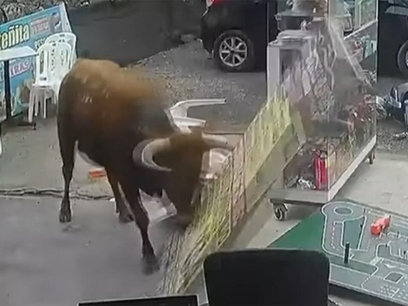Бык в России