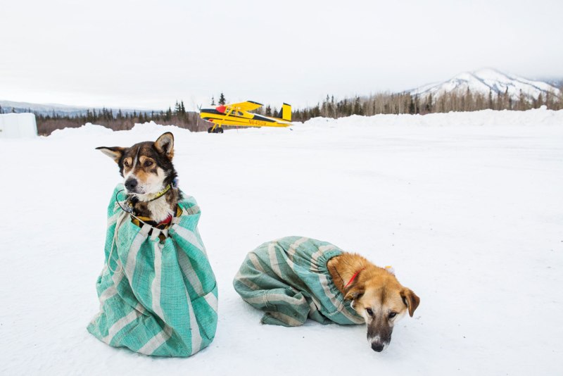 Chinook Dog Sled