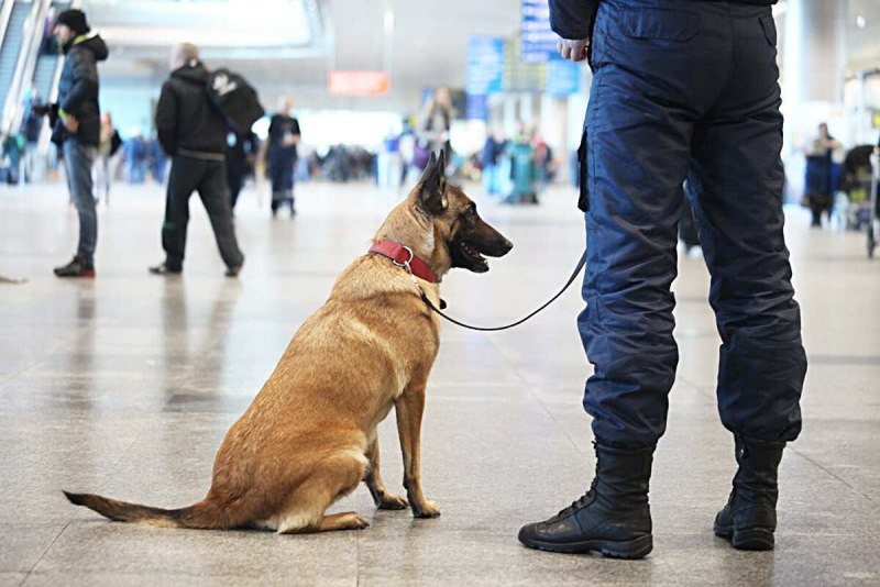 Собака в аэропорту