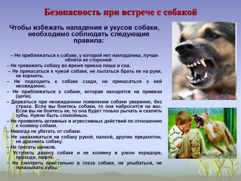 Памятка при нападении собаки